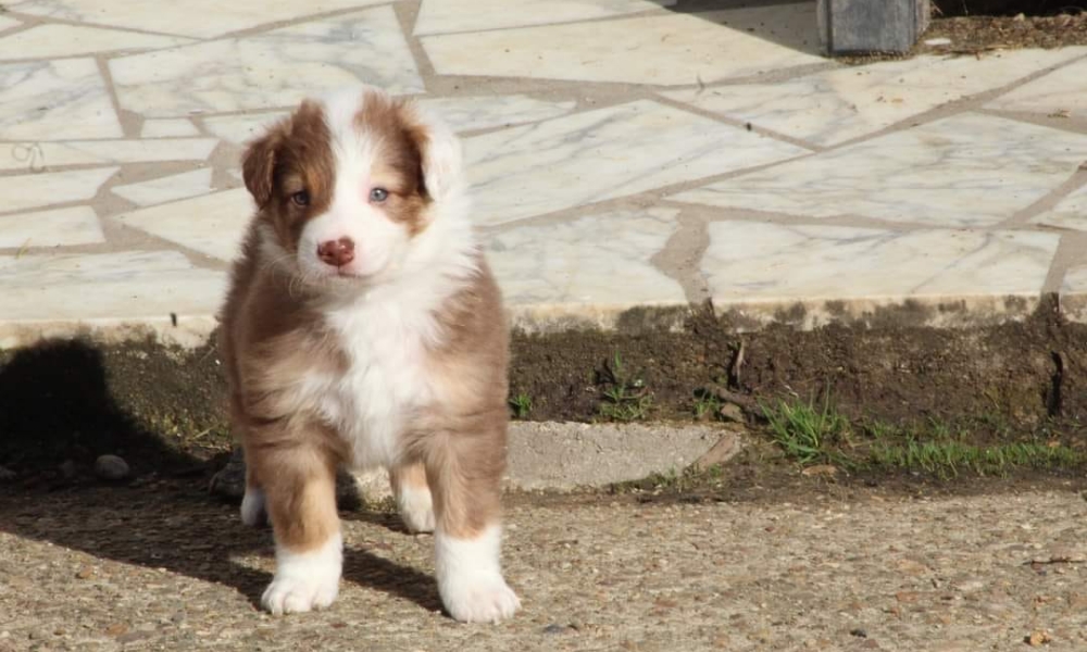 ELEVAGE DES JOLIES FEES Elevage De Chien Eurasier Border Collie Sarthe Actualite Ms